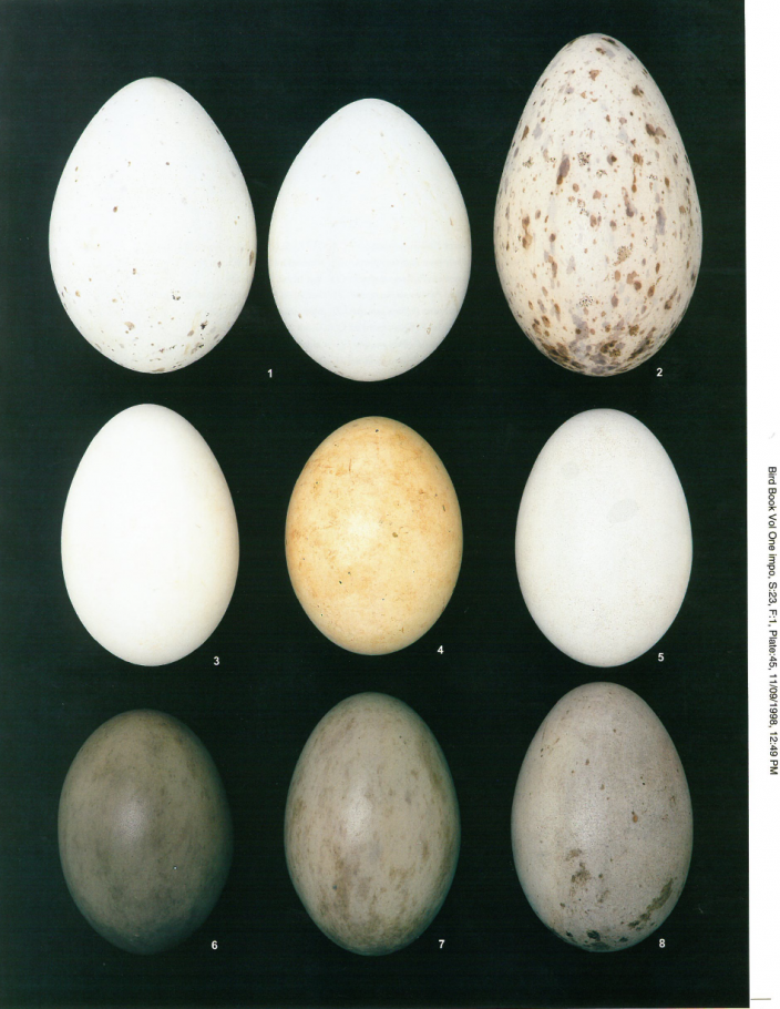 Egg Plate showing Brolga eggs among others